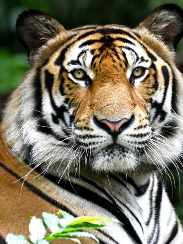 International Tiger Day